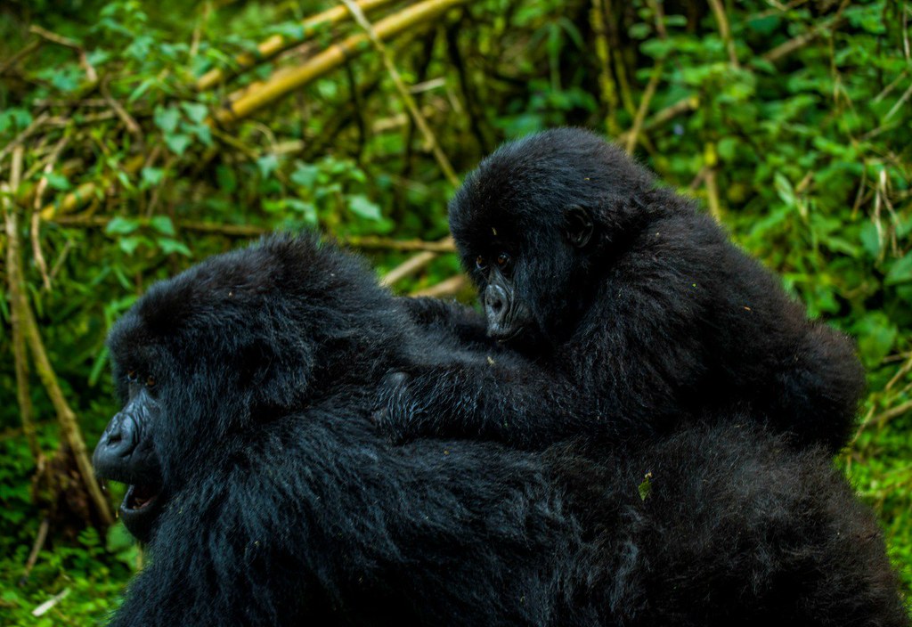 Gorillas in Rwanda